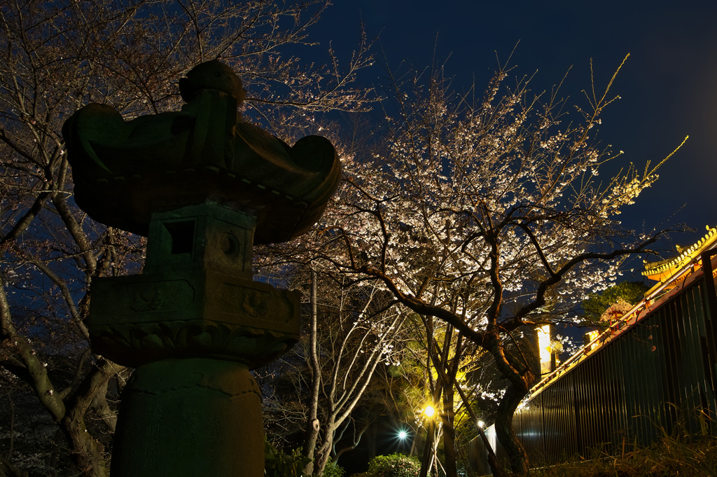 上野の桜 2_f0085878_5194372.jpg
