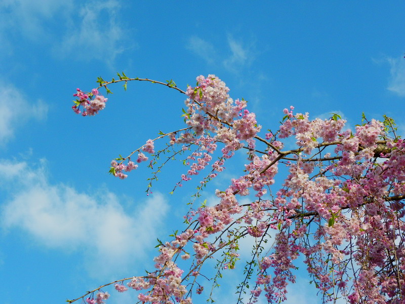 枝垂れ桜がんばります_e0086880_7555119.jpg