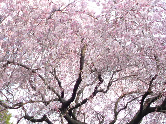 f0193680_1845036.jpg