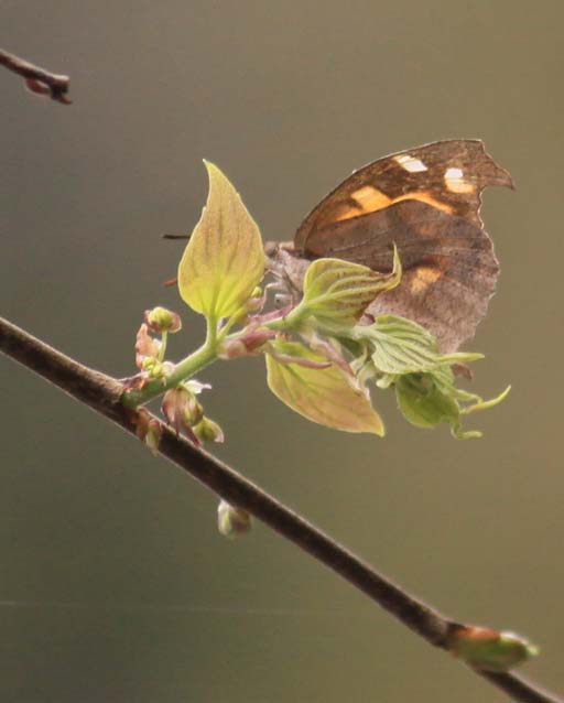 c0177785_6133053.jpg