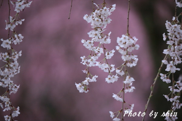 身延の桜の花びら～終焉_b0189486_19395991.jpg