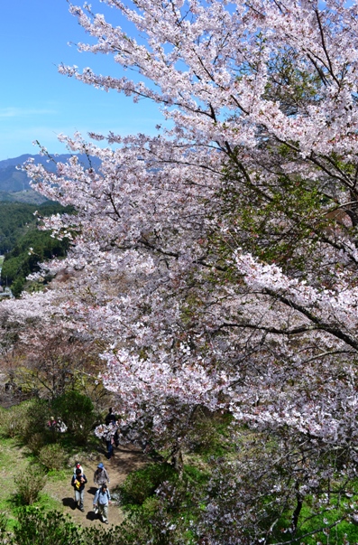 20011吉野山・桜撮りオフ会_e0156387_16271194.jpg