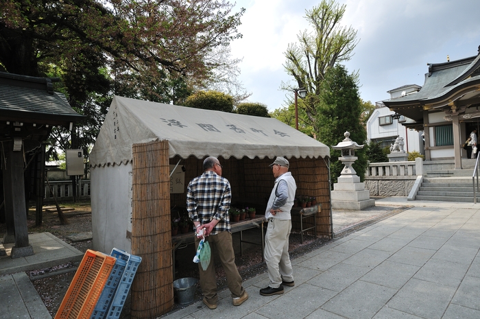 銀つね倶楽部　浮間が原圃場　2011.04.16_b0217090_16245926.jpg