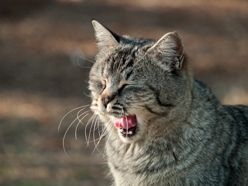 広島の猫#840_c0191394_9423877.jpg