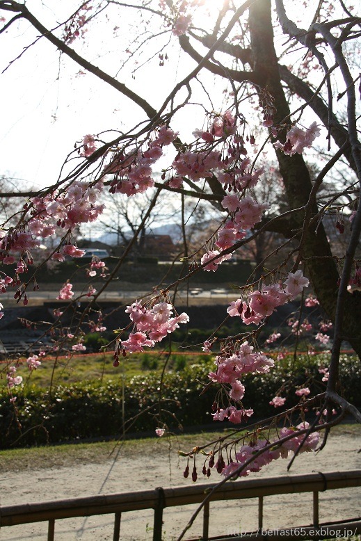 賀茂川・半木の道_f0095094_22233643.jpg