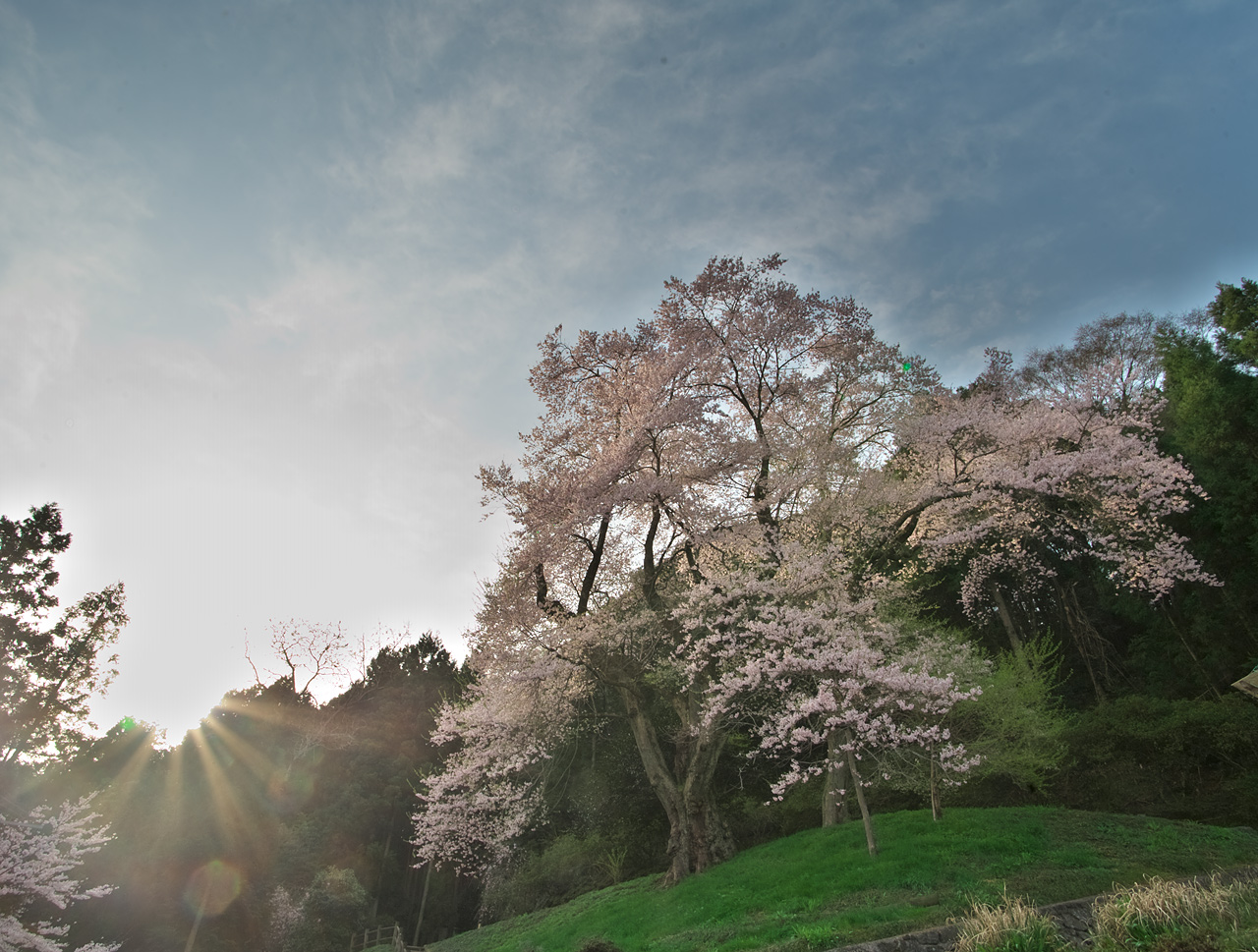 2011 【桜】 #8　【吉良のエドヒガン】_d0146295_9104145.jpg