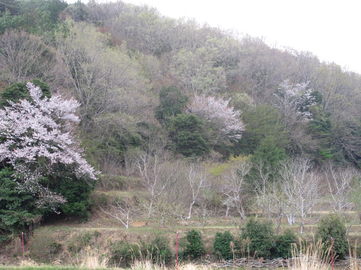 淡い風景_b0145296_722245.jpg