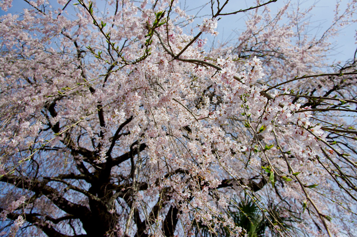 桜を求めてチョッとドライブ　その４_e0079696_19263290.jpg