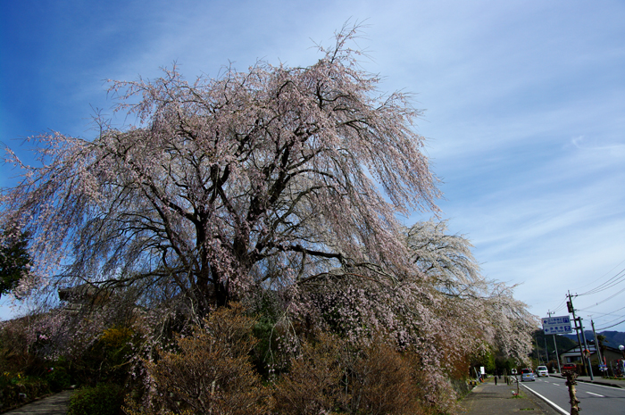 桜を求めてチョッとドライブ　その４_e0079696_19271251.jpg