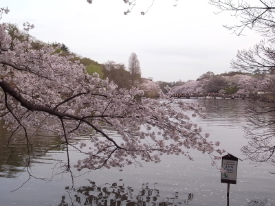 今年の桜。_d0110397_2291499.jpg