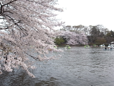 今年の桜。_d0110397_2292816.jpg