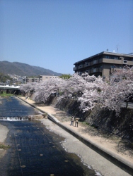 芦屋川のさくら_c0182100_14341921.jpg