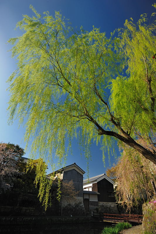 近江八幡春景色・其の一　八幡堀_f0032011_20155029.jpg