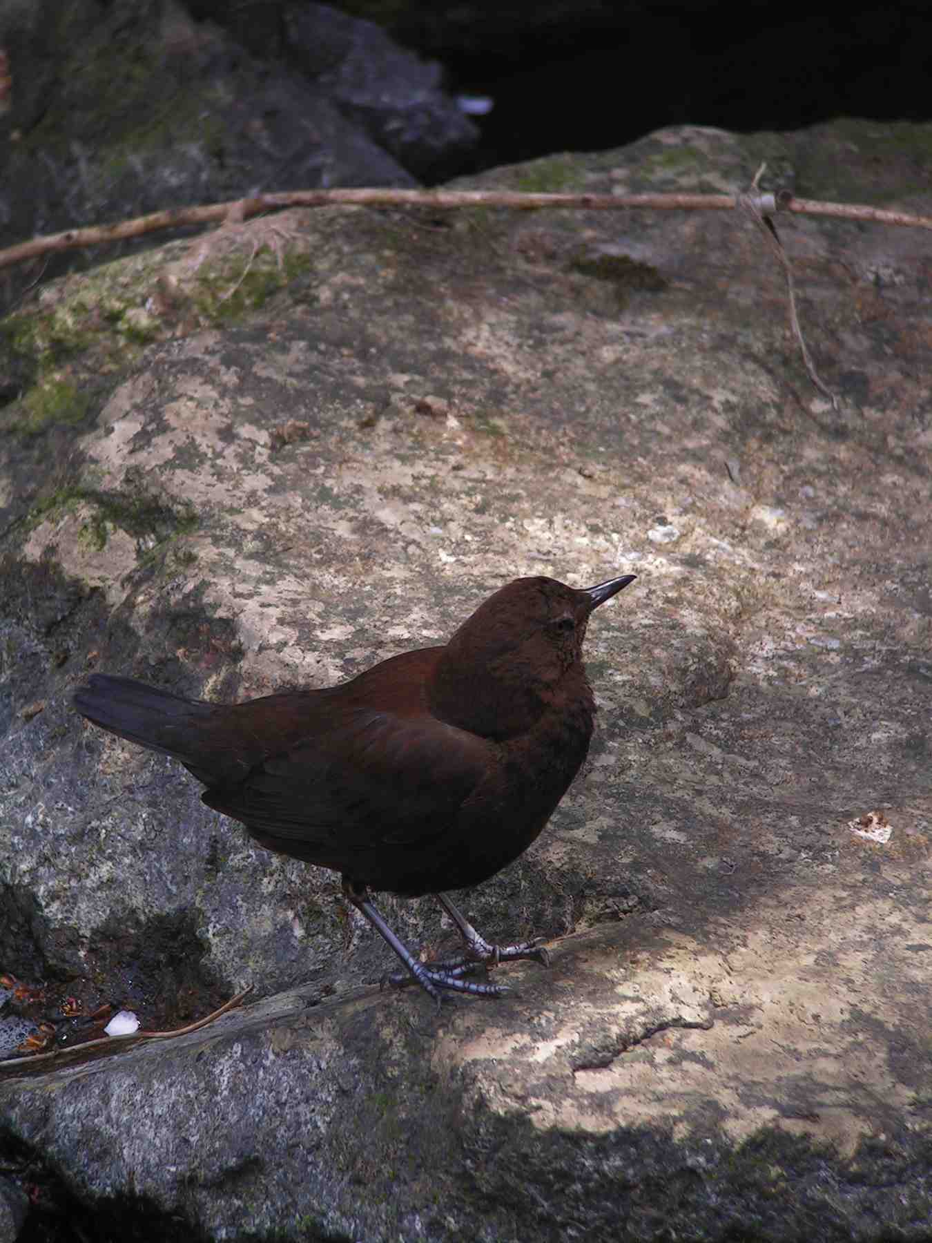 c0001613_749212.jpg