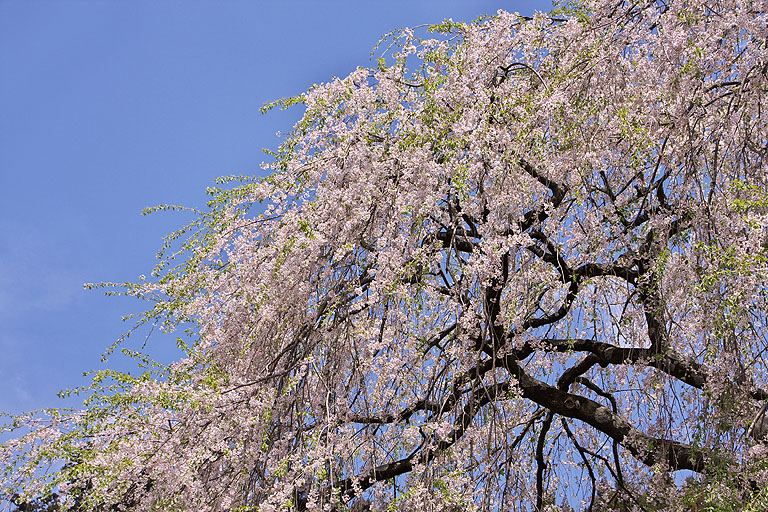 阿寺の枝垂桜＠奥武蔵グリーンライン_b0010915_2258767.jpg