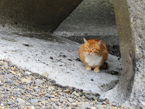 南伊勢投げ釣り放浪記　良型の香りがプンプン？！の初日_b0186119_1741389.jpg