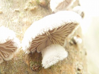 気持ち悪いほど きれい 深呼吸をしながら