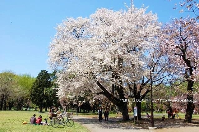 八重桜_d0083623_0192034.jpg