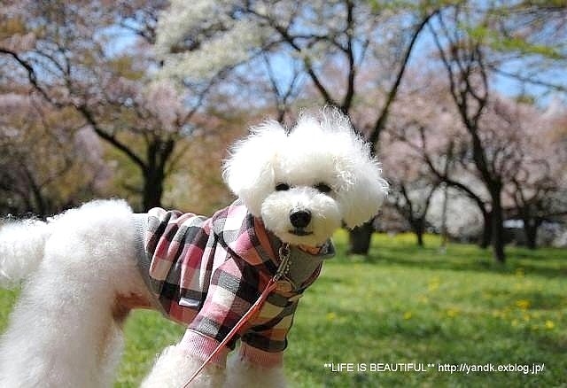八重桜_d0083623_02431.jpg
