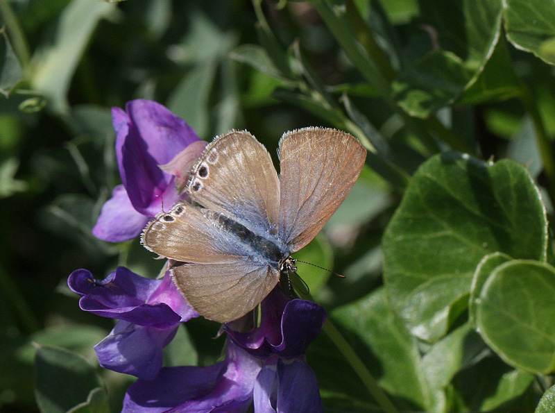 ウラナミシジミ（越冬可能地） Lampides boetieus_f0161823_530342.jpg