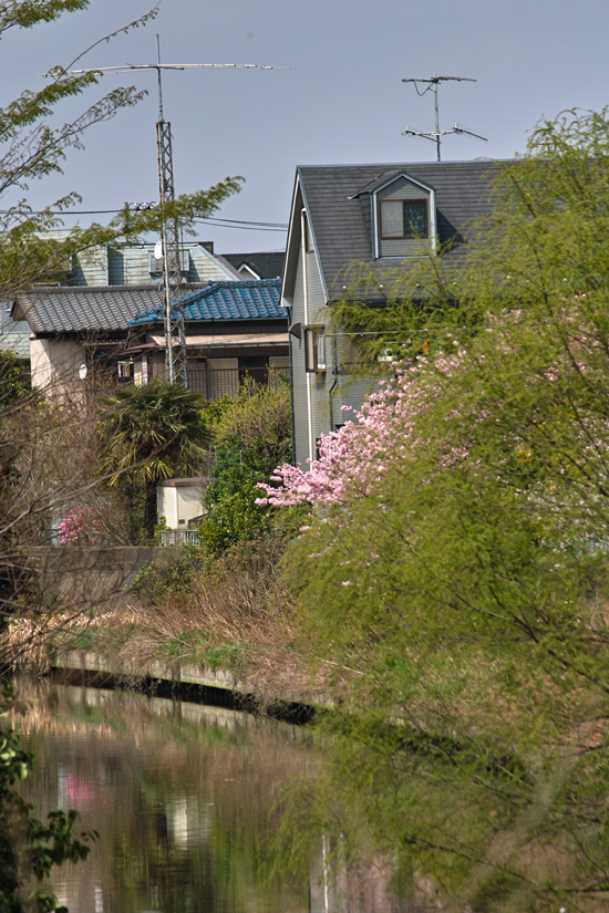 まつど花開道_c0223825_141615.jpg