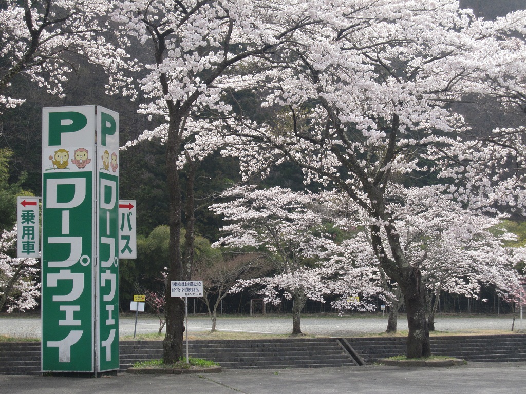 桜は今が見頃 昇仙峡ロープウェイ スタッフ ブログ