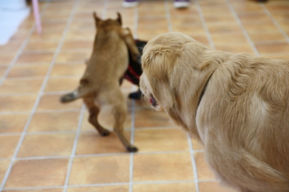 パピーパーティー 2011\' Feb.②_e0191026_212384.jpg