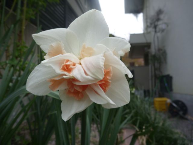 いろんな花咲いてきました_b0054727_1104616.jpg