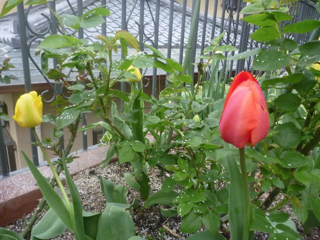 いろんな花咲いてきました_b0054727_1192954.jpg