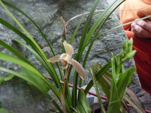 いろんな花咲いてきました_b0054727_1222415.jpg