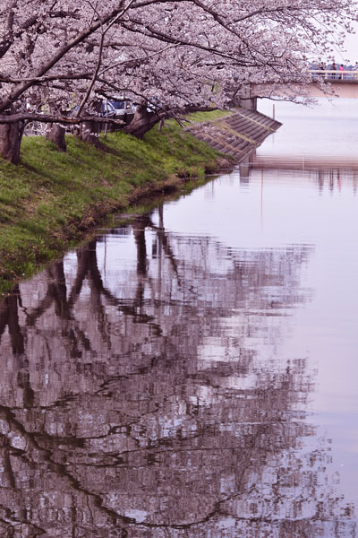 桜の岸～Backyard works_c0182231_1771980.jpg