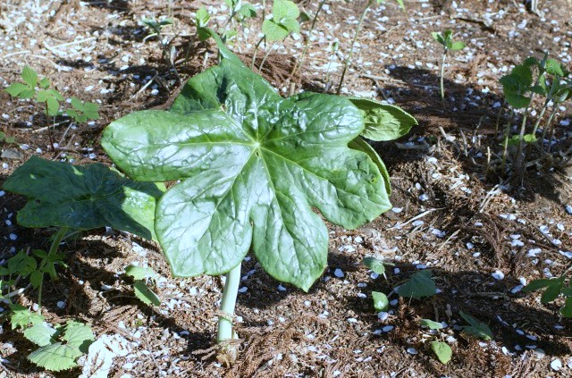 八角とは限らないけど★「ハッカクレン」(有毒植物)_a0122932_15434881.jpg