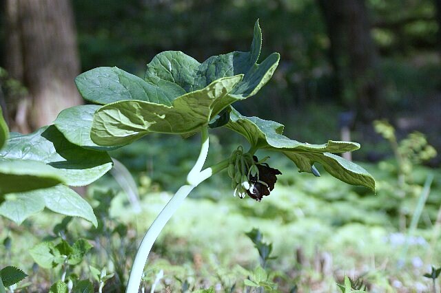 八角とは限らないけど★「ハッカクレン」(有毒植物)_a0122932_15441979.jpg