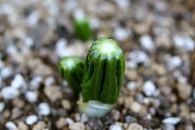 八角とは限らないけど★「ハッカクレン」(有毒植物)_a0122932_1671181.jpg