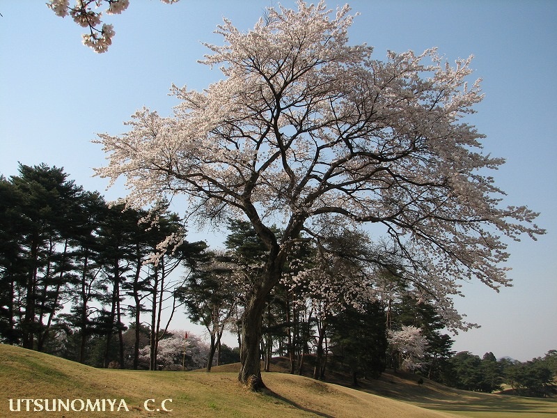 栃木県宇都宮ＣＣの桜の花が満開_e0052135_18362633.jpg