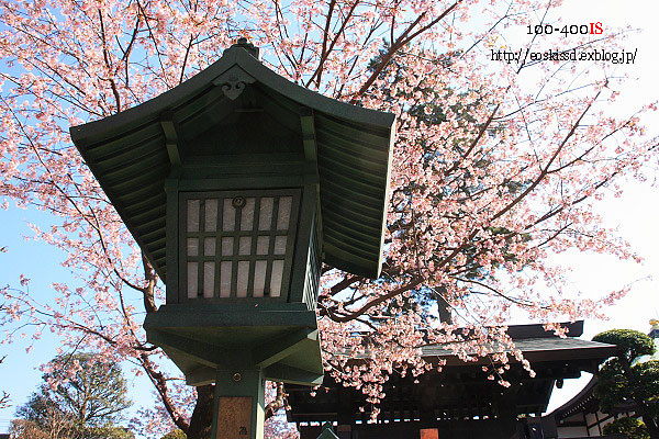 《花》　安行寒桜（1）　18-270mm　（密蔵院）_c0080036_23482091.jpg