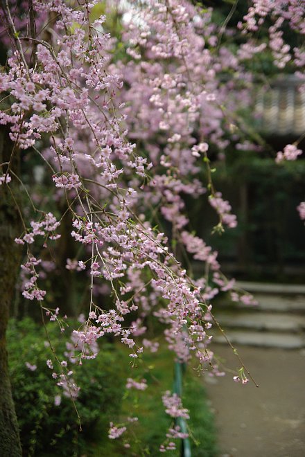 京都日帰り桜巡り　平安神宮_e0171336_23461474.jpg