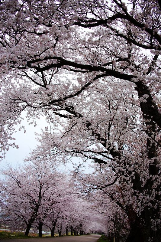 今年の桜　その6　｢高時川堤｣_d0152341_2135047.jpg