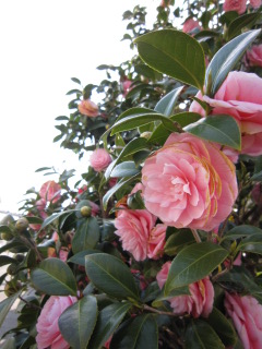 椿_b0208246_17533310.jpg