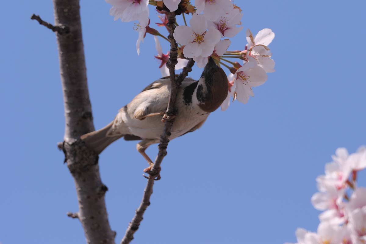 雀と桜　食べ方２_b0200452_2135598.jpg