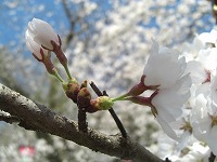 2011年　城山お花見祭り_c0208355_132236.jpg