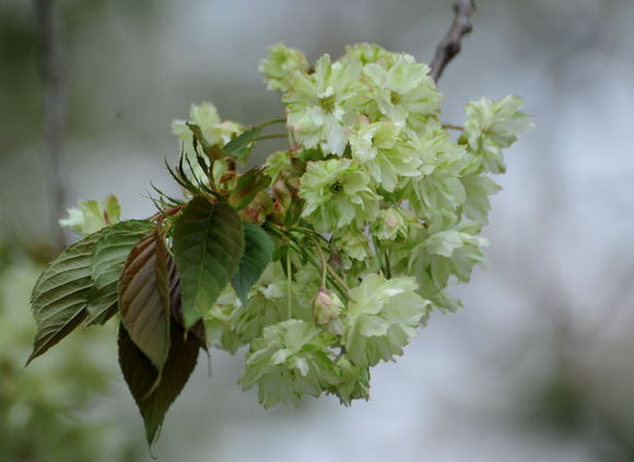 黄桜_c0205858_16582813.jpg