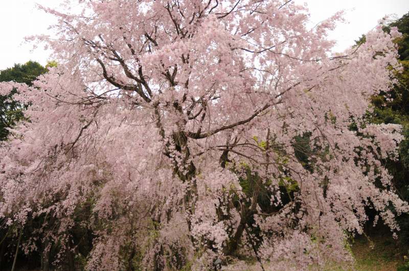 【番外編】妙見神社の枝垂れ桜とかわいい娘♪_e0196858_2112315.jpg