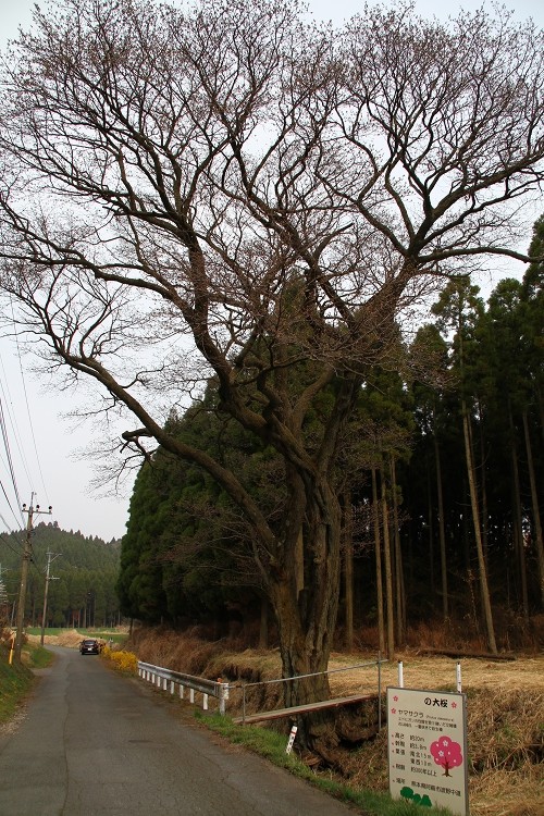 赤仁田の枝垂れ桜_b0123359_23392380.jpg