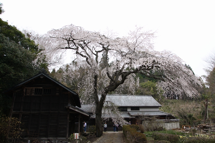 赤仁田の枝垂れ桜_b0123359_23411837.jpg