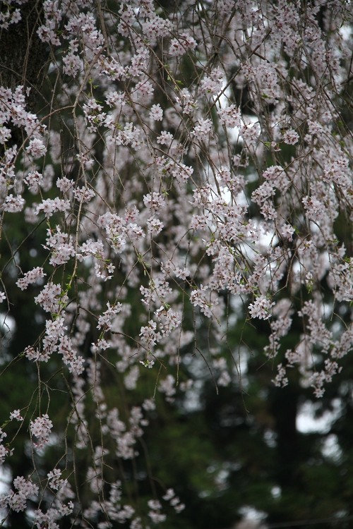 赤仁田の枝垂れ桜_b0123359_23431050.jpg