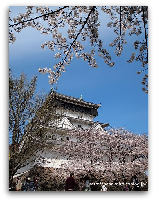 小倉城の桜・・・No6_e0153963_22313429.jpg