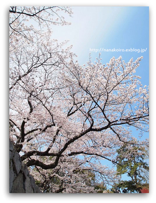 小倉城の桜・・・No6_e0153963_2233586.jpg