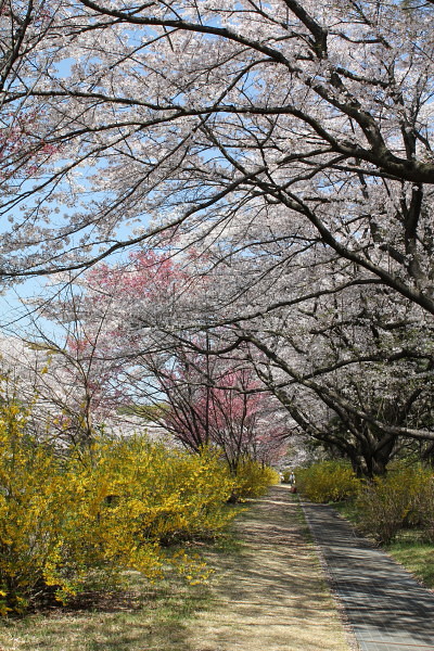 春の昭和記念公園_a0128464_191720100.jpg