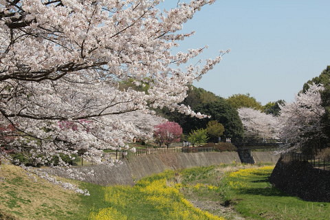 春の昭和記念公園_a0128464_19215071.jpg